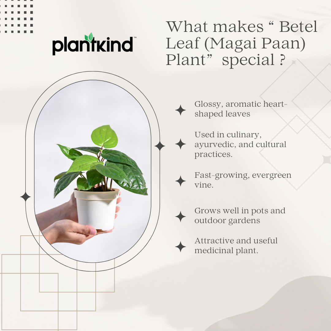 Betel Leaf (Magai Paan) Plant |  Medicinal And Aromatic Plant | Pack of 1