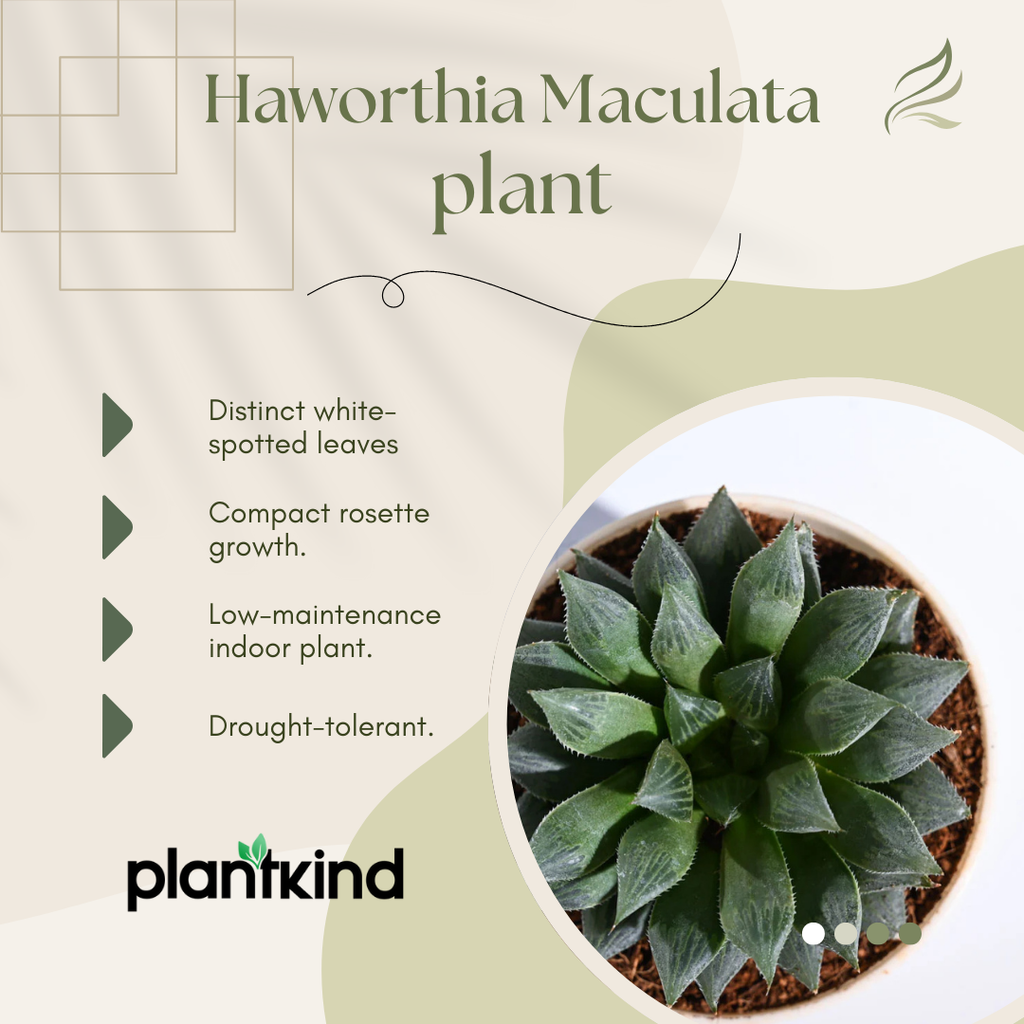 Haworthia Maculata Plant | Succulents Plant | Indoor Plant
