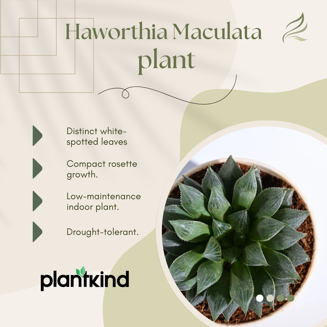 Haworthia Maculata Plant | Succulents Plant | Indoor Plant