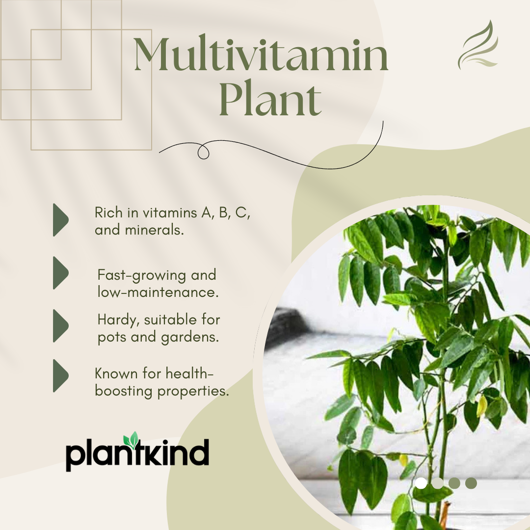 Multivitamin Plant | Medicinal And Aromatic Plant | Immunity Booster | 1 Live Plant