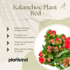 Kalanchoe Plant - Red