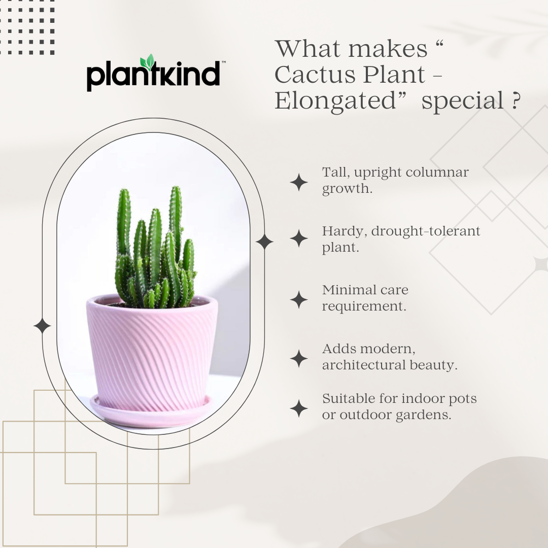 Cactus Plant - Elongated