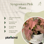 Syngonium Pink Plant | Indoor Ornamental Plant | 1 Live Plant