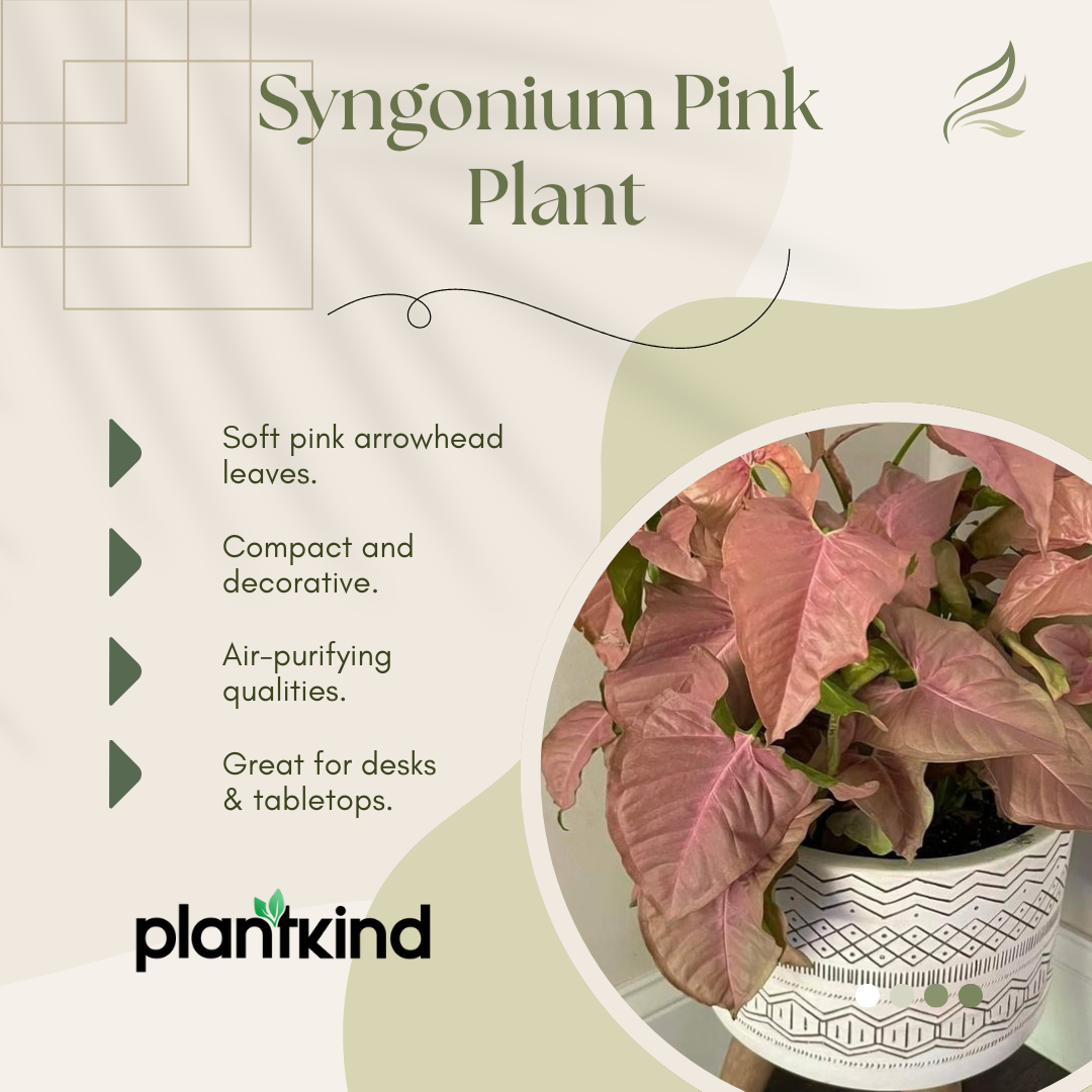 Syngonium Pink Plant | Indoor Ornamental Plant | 1 Live Plant