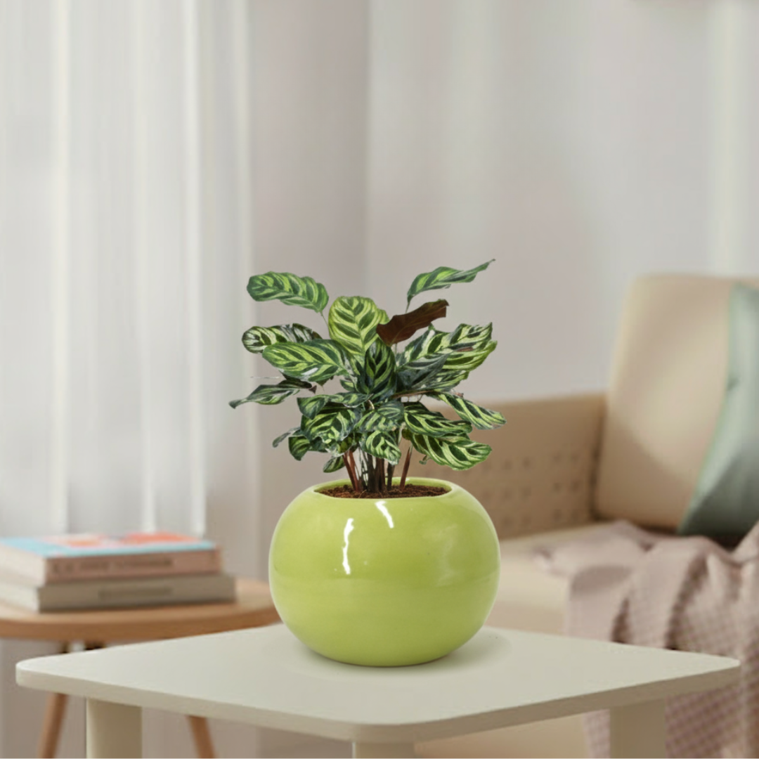 Peacock Plant | Indoor Ornamental Plant | 1 live Plant | Small