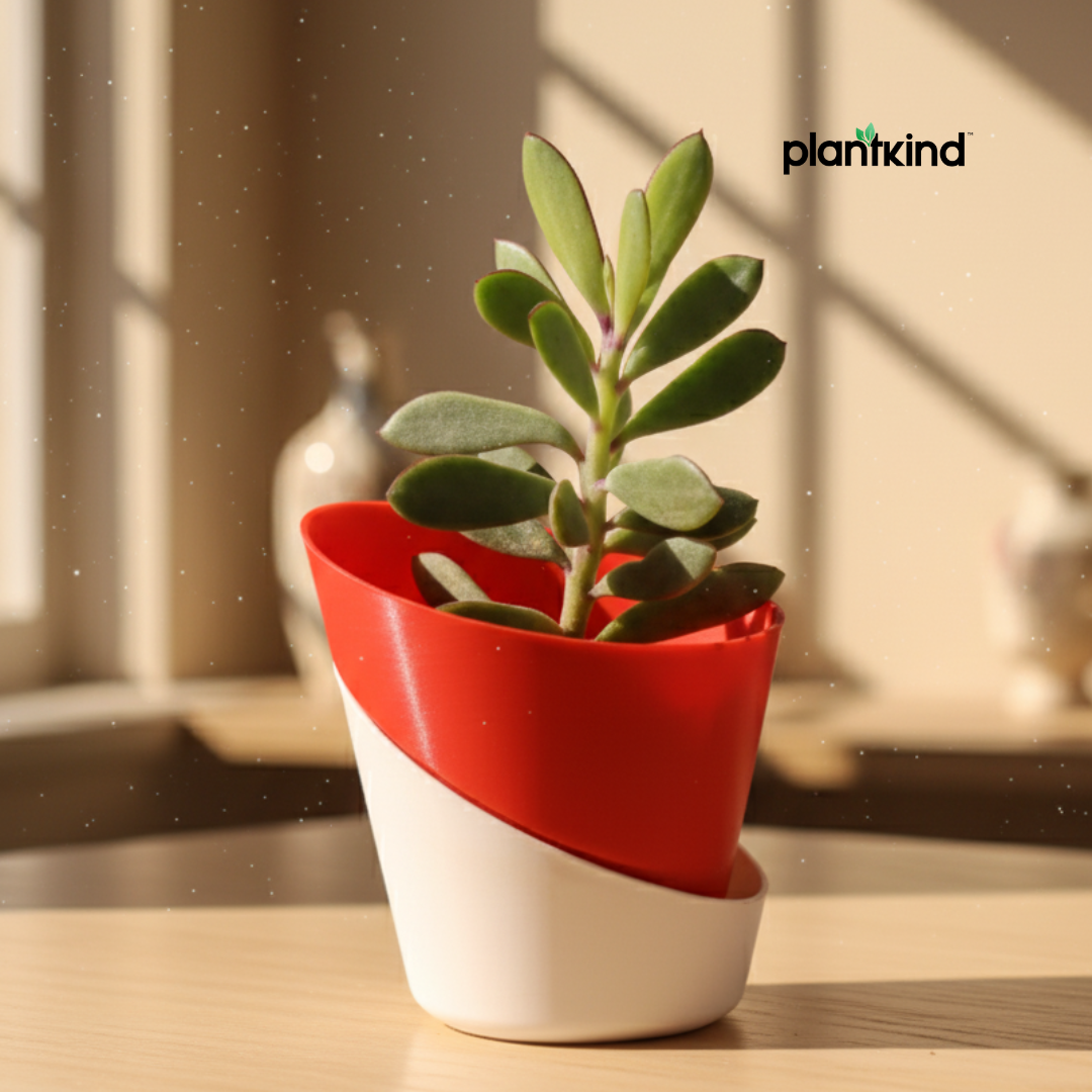 Jade Plant for Home & Office | Low-Maintenance | With Grow Pot