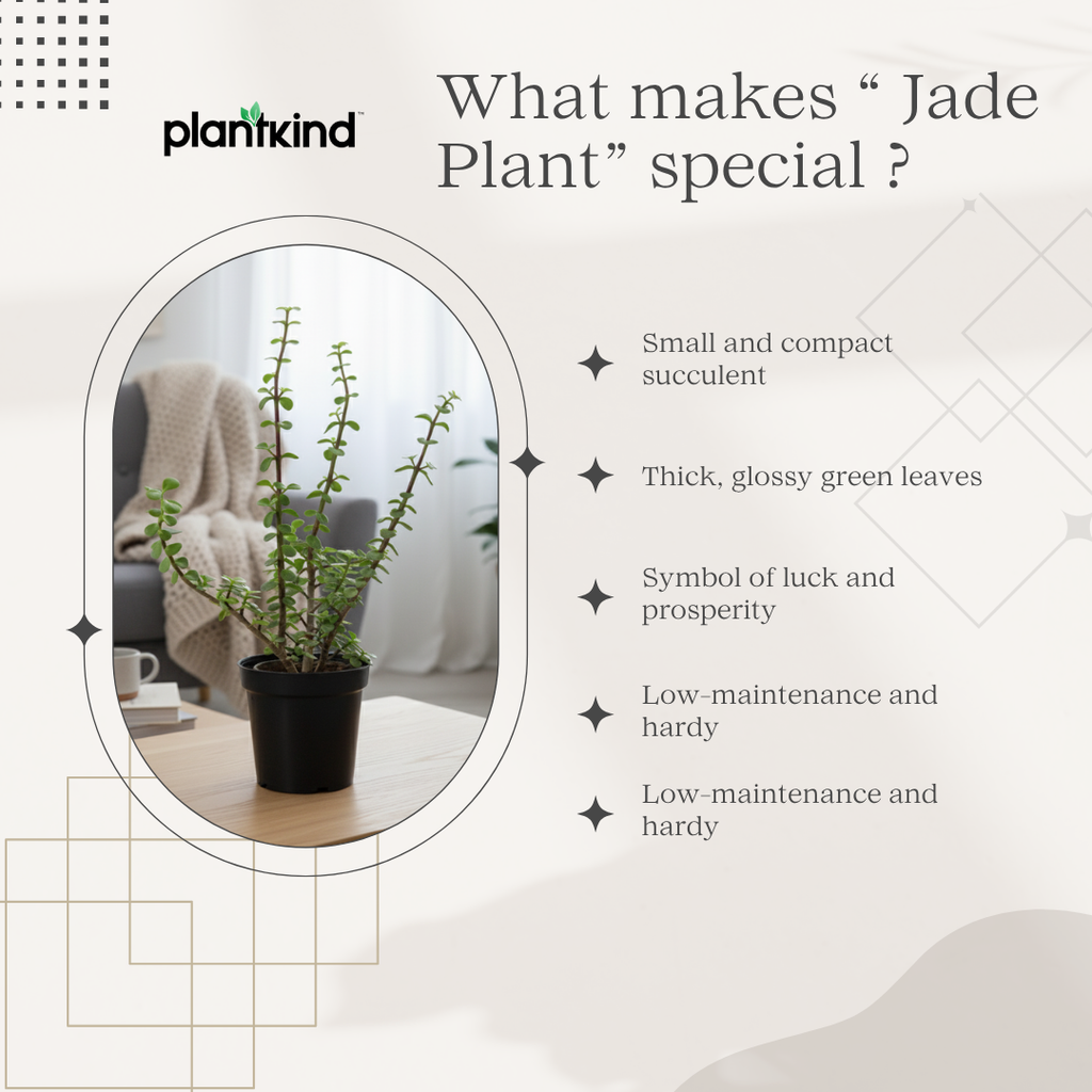 Jade Plant for Home & Office | Low-Maintenance | With Grow Pot