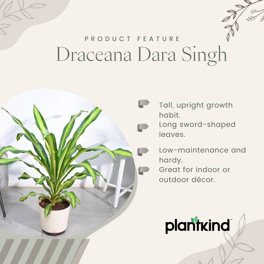 Draceana Dara Singh Plant | Ornamental foliage plant | Indoor Plant | Pack of 1