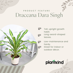 Draceana Dara Singh Plant | Ornamental foliage plant | Indoor Plant | Pack of 1