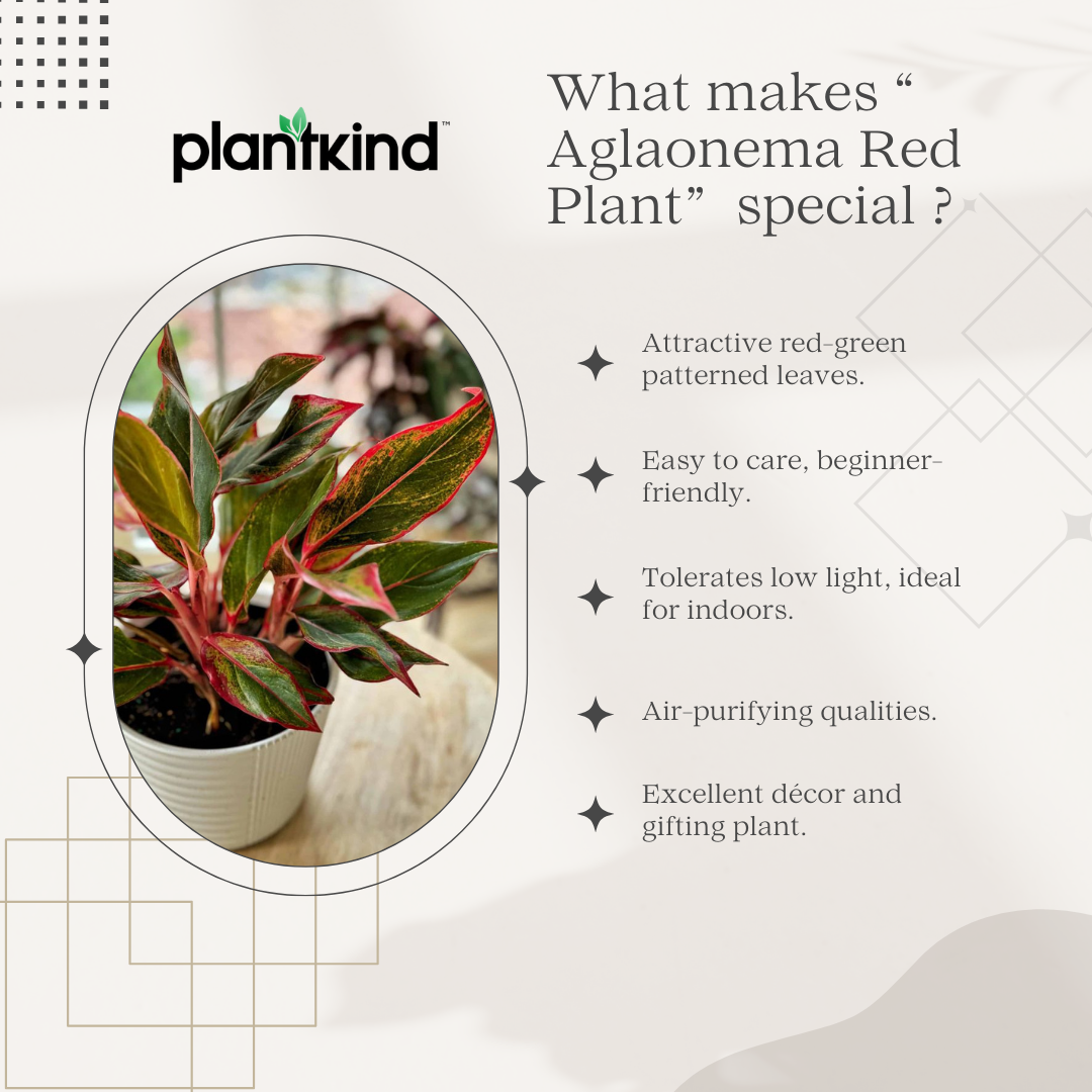 Aglaonema Red Plant