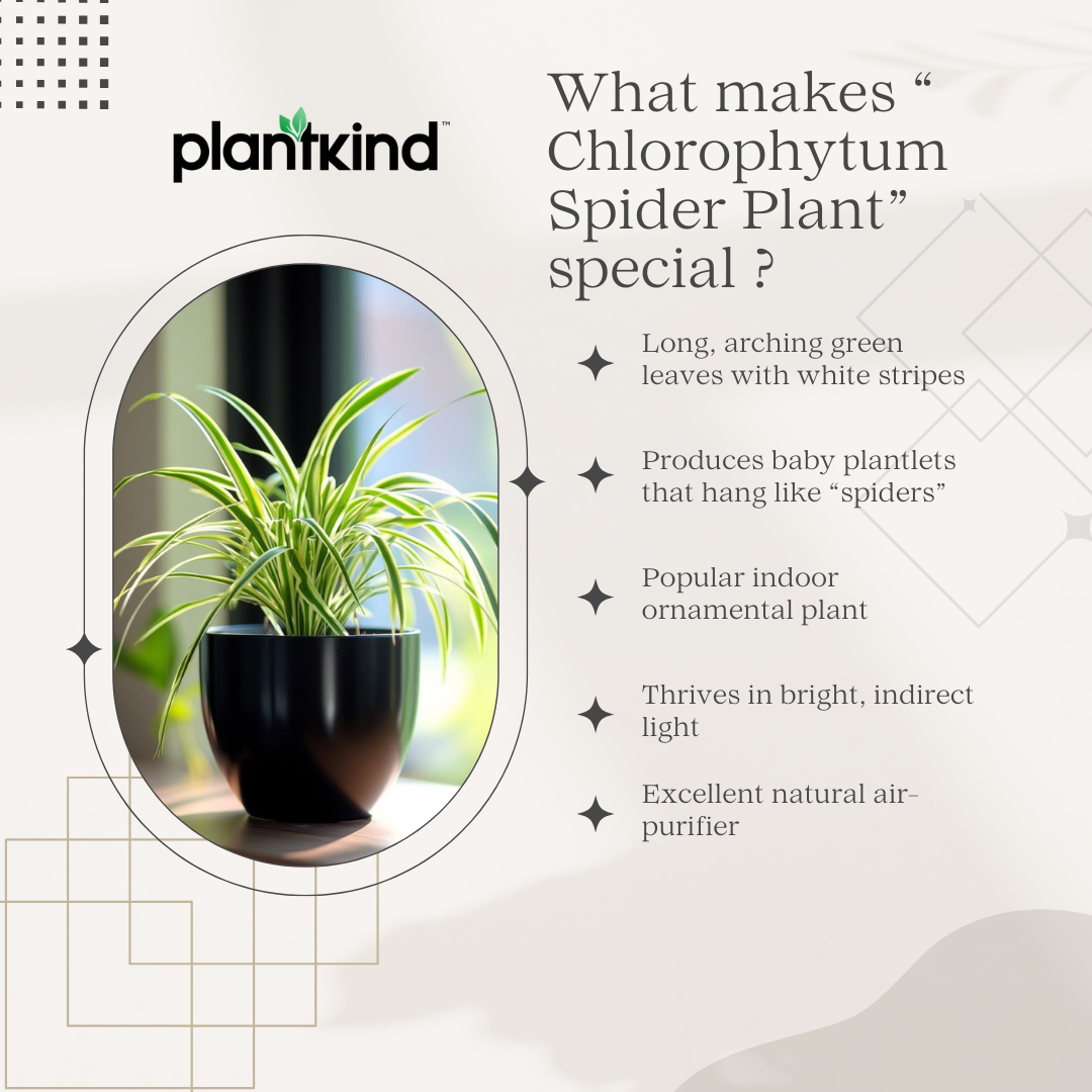 Chlorophytum Spider Plant |Low Maintenance Plant | Indoor Plant | Pack of 1