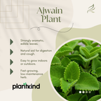 Ajwain Plant | Medicinal amd Aromatic Plants | Pack of 1