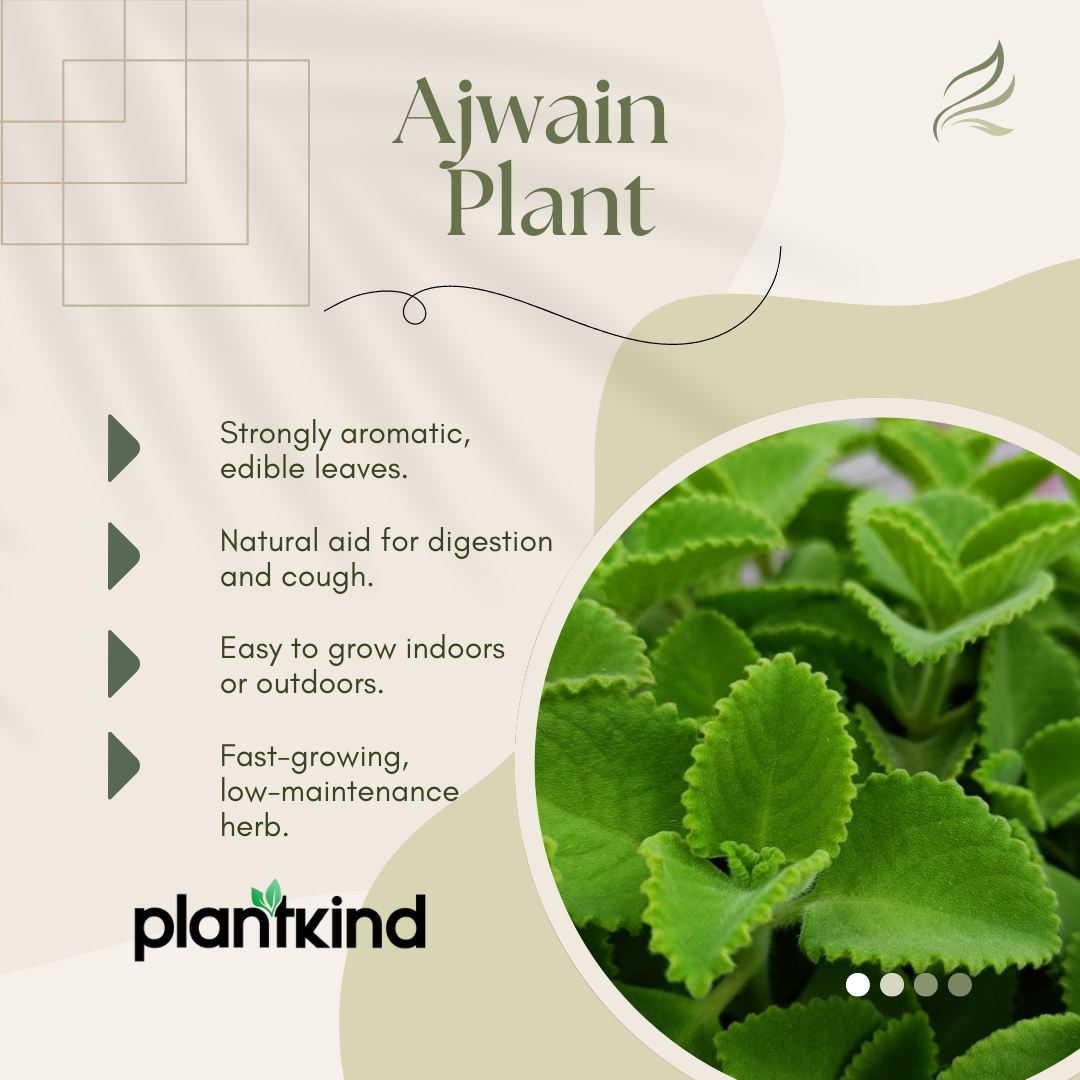 Ajwain Plant | Medicinal amd Aromatic Plants | Pack of 1