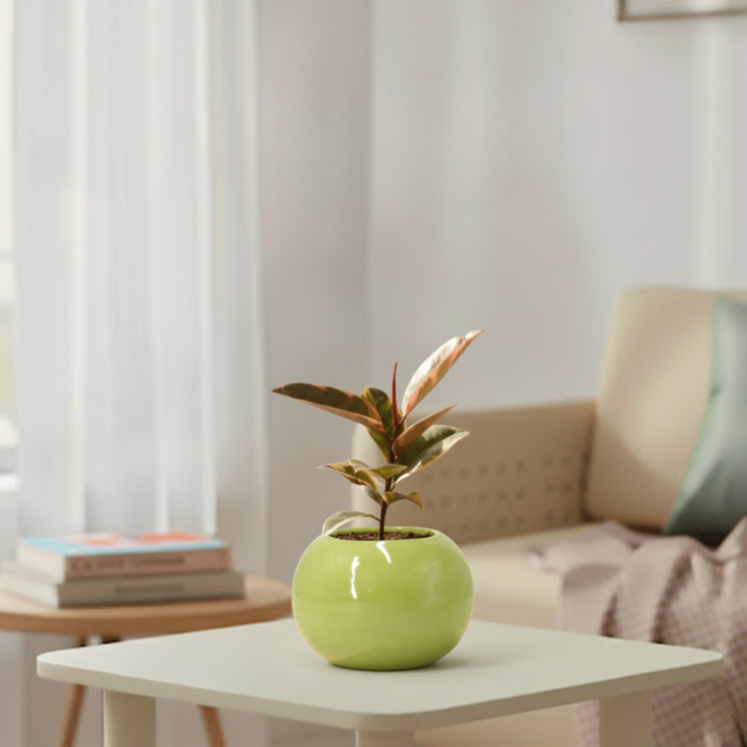 Rubber Plant Variegated | Indoor Plant | Outdoor Plant | 1 Live Plant | Small