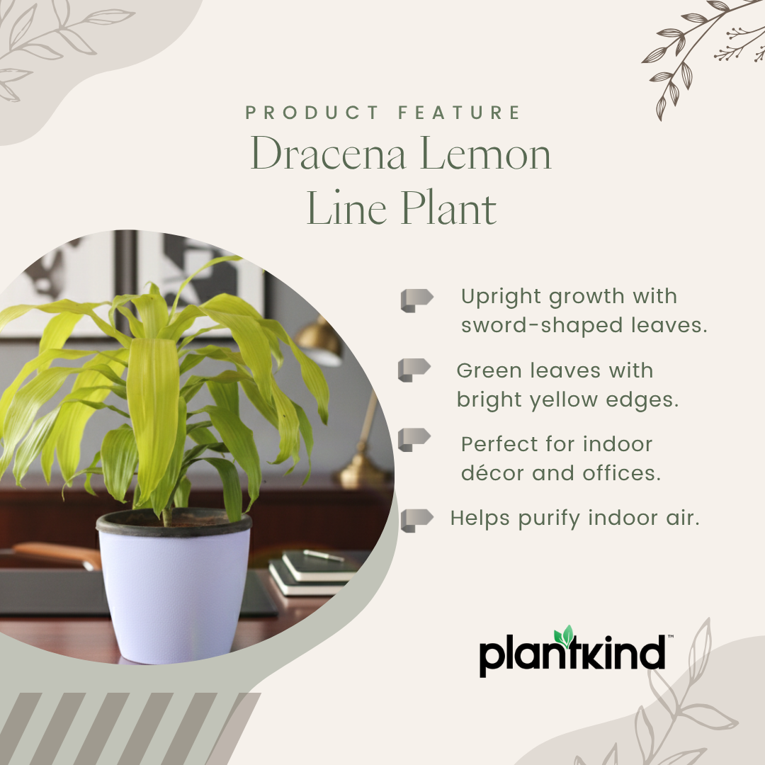 Dracena Lime Light Plant| Air Purifying Plants | Low Maintenance Plant | 1 Live Plant | Large