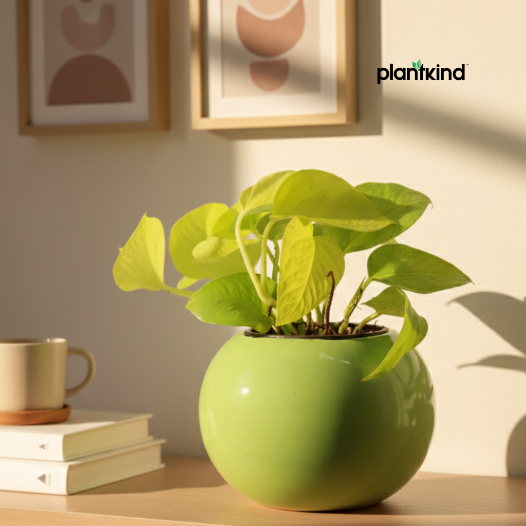 Golden Money Plant |Golden  Pothos|Indoor Plants | 1 Live Plant | Small