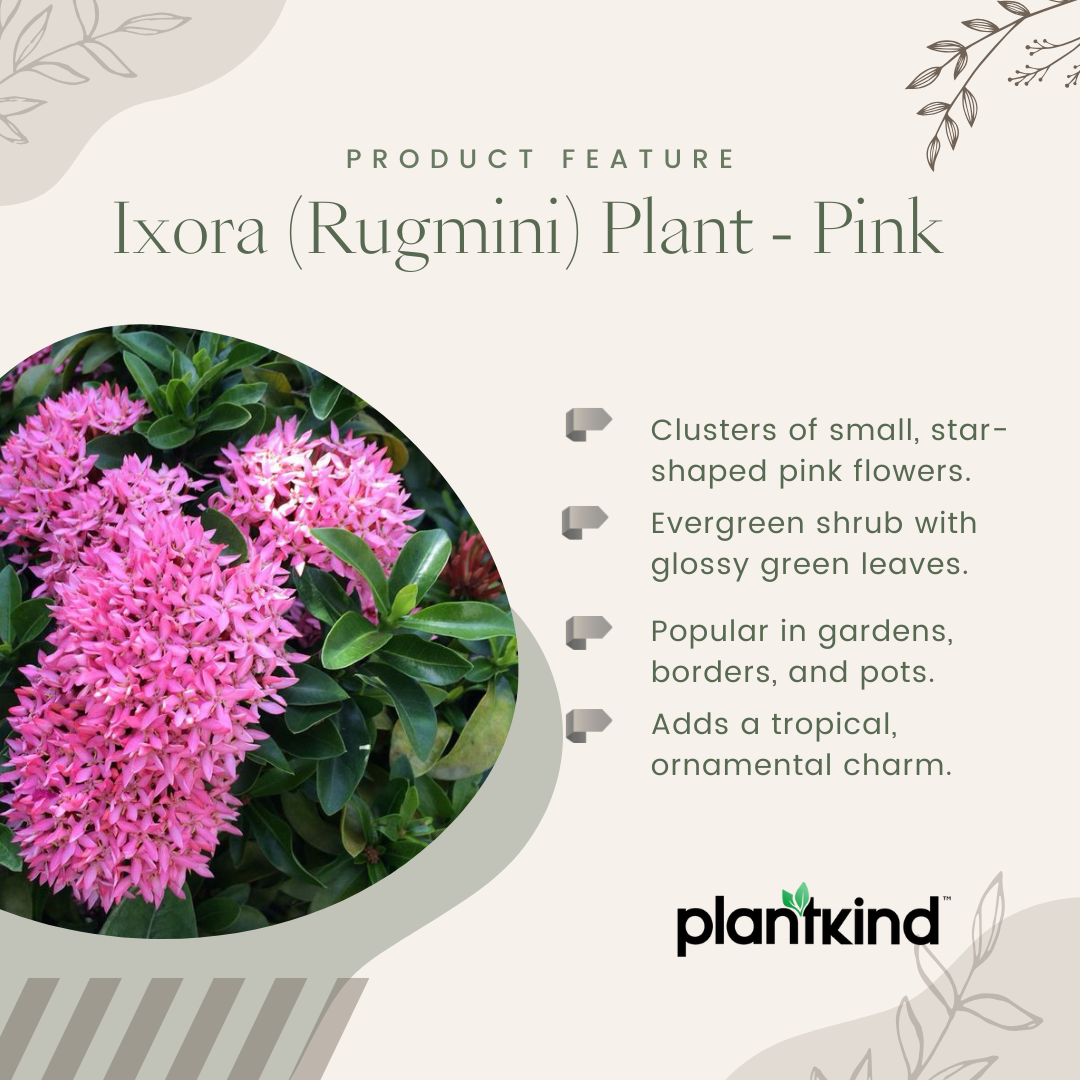 Ixora (Rugmini) Plant - Pink