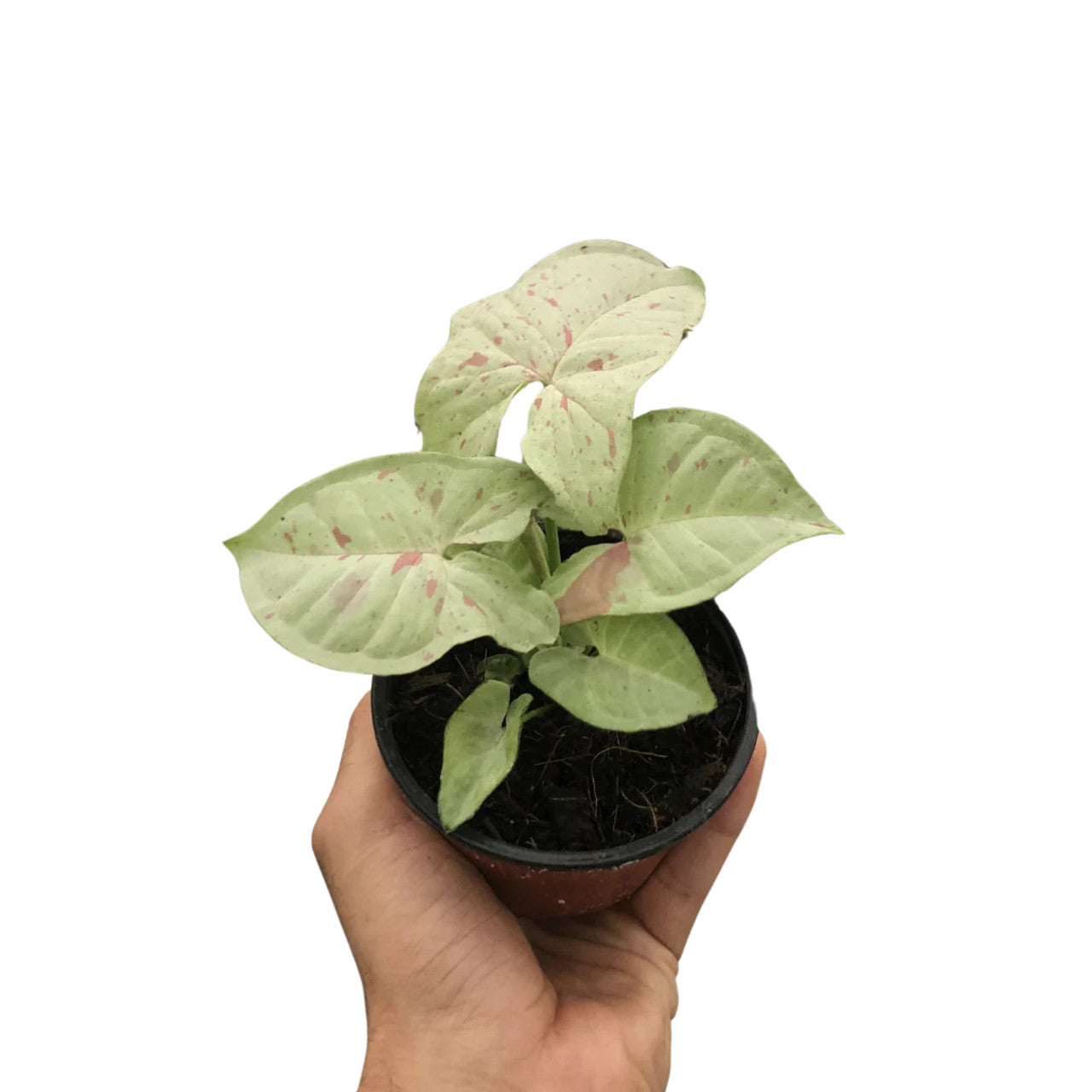 Syngonium Confetti Live Plant | Indoor Plant | Outdoor Plant | Cheerful and decorative touch to any space