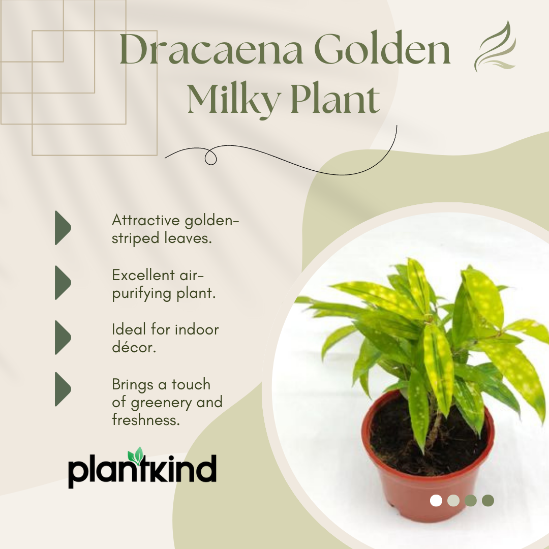Dracaena Golden Milky Plant | Air Purifying Plant | 1 Live Plant