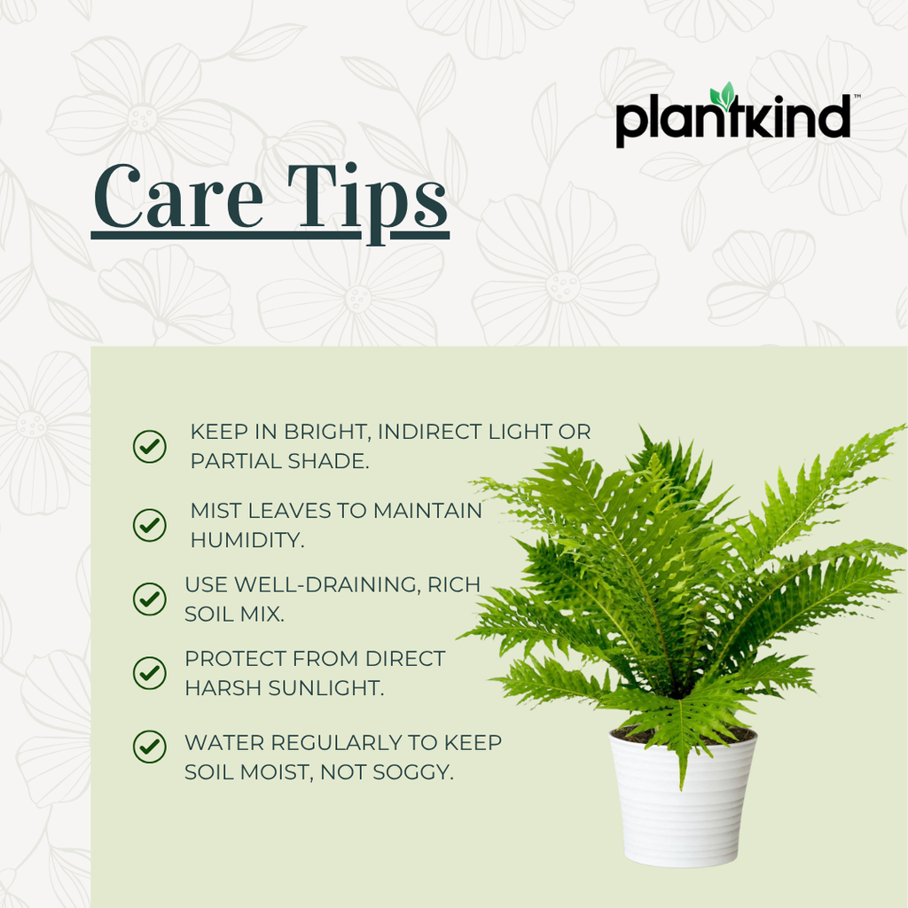 Silver Lady Fern Plant | Air Purifying Plant | Indoor Plant | Outdoor Plant | 1 Live Plant | Medium