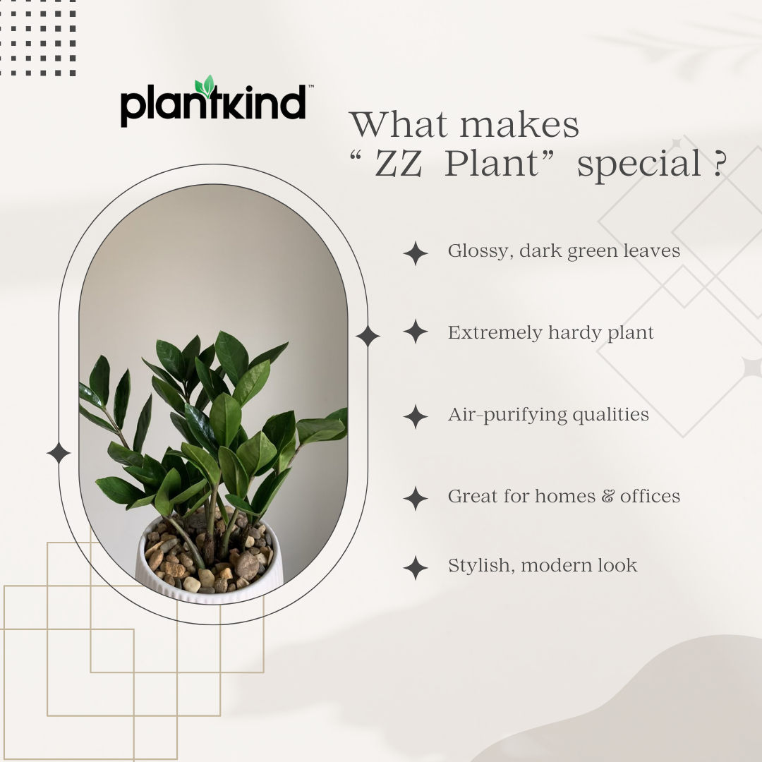 ZZ Plant | Zamioculcas zamiifolia | Fortune Plant| Indoor Plant | Pack Of 1