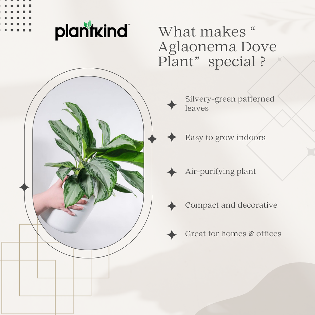 Aglaonema Dove Plant  | Indoor Plant | Pack of 1 | Medium
