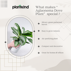 Aglaonema Dove Plant  | Indoor Plant | Pack of 1 | Medium