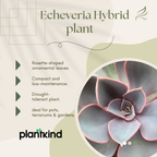 Echeveria Hybrid Plant | Indoor Plant | Pack Of 1
