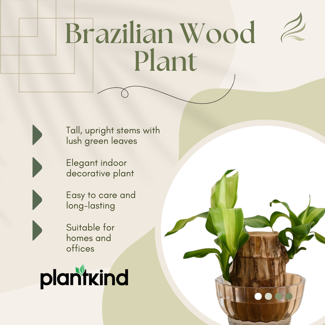 Brazilian Wood Plant | Indoor Plant | 1 Live Plant | Small