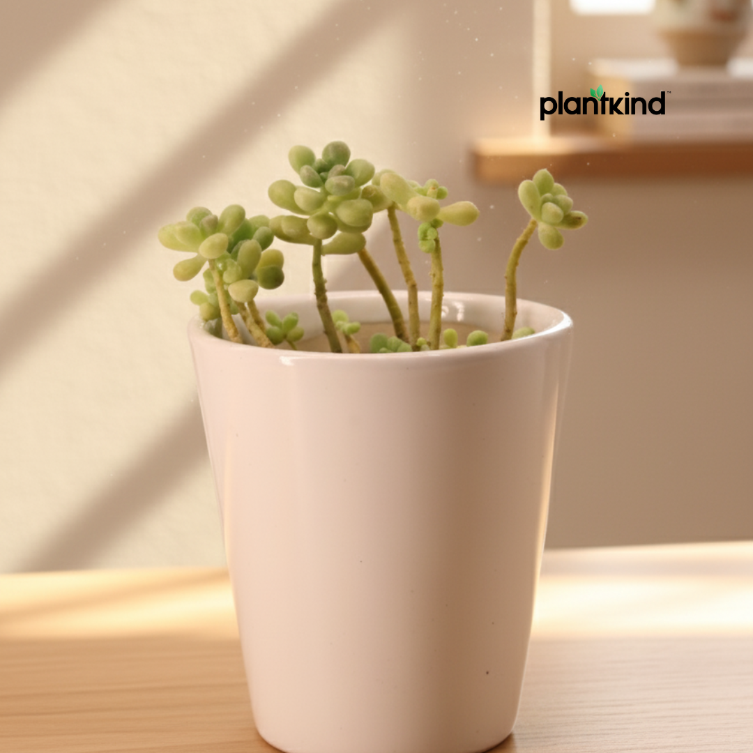 Burros Tail Succulent | Indoor Plant | 1 Live Plant