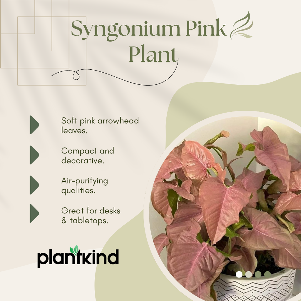 Syngonium Pink Plant | Indoor Ornamental Plant | 1 Live Plant | Small