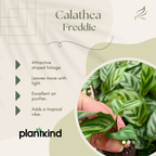 Calathea Freddie | Indoor Plant | 1 Live Plant