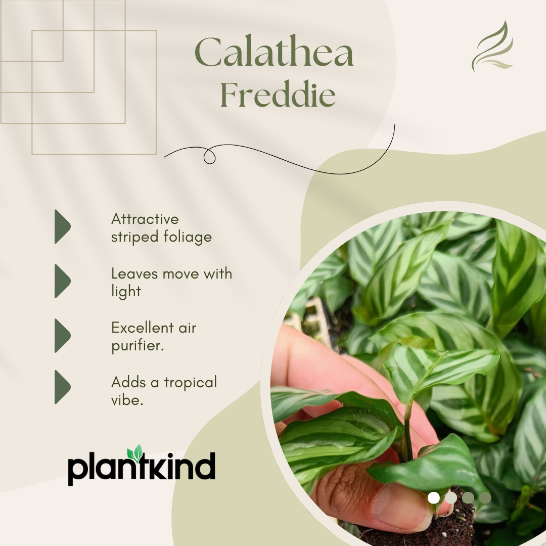 Calathea Freddie | Indoor Plant | 1 Live Plant