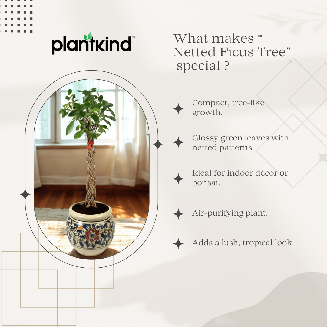 Netted Ficus Tree |  Ornamental Foliage Plant | Pack Of 1