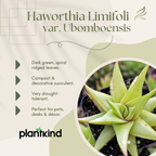 Haworthia Limifolia var. Ubomboensis | Succulent Plants | Indoor Plants | 1 Live Plant