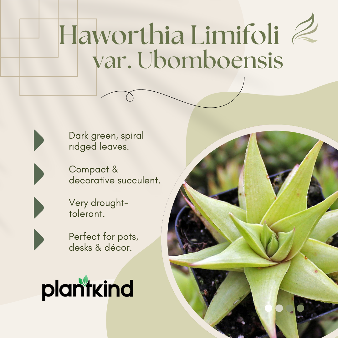 Haworthia Limifolia var. Ubomboensis | Succulent Plants | Indoor Plants | 1 Live Plant