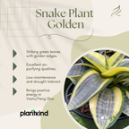 Snake Plant - Golden | Indoor Plant | Pack Of 1