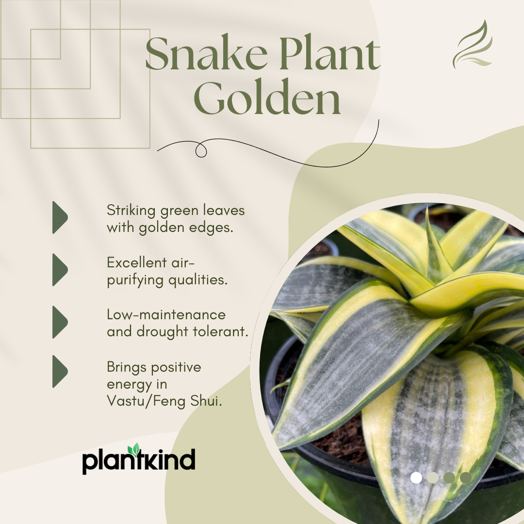 Snake Plant - Golden | Indoor Plant | Pack Of 1