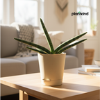 Sansevieria Cylindrica Boncel Plant | Indoor Plant |Air Purifying Plant |  1 Live Plant