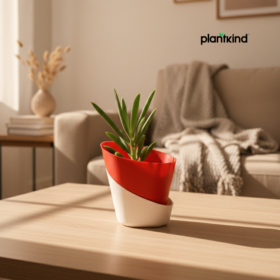 Blue Chalk Fingers Plant | Succulent Plant | Indoor Plant | 1 Live Plant