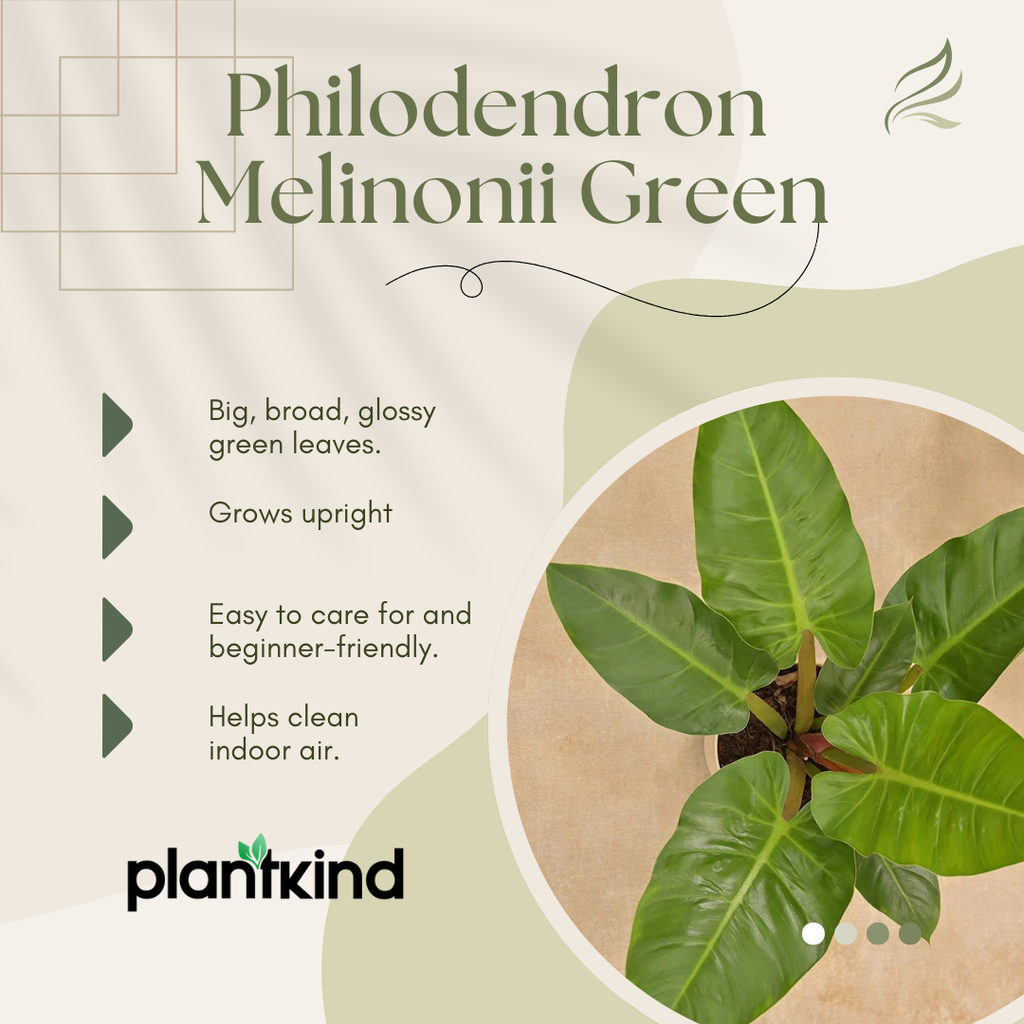 Philodendron Melinonii Golden - Large