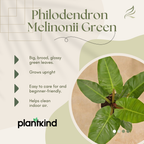 Philodendron Melinonii Golden - Large