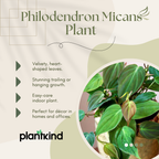 Philodendron Micans Plant