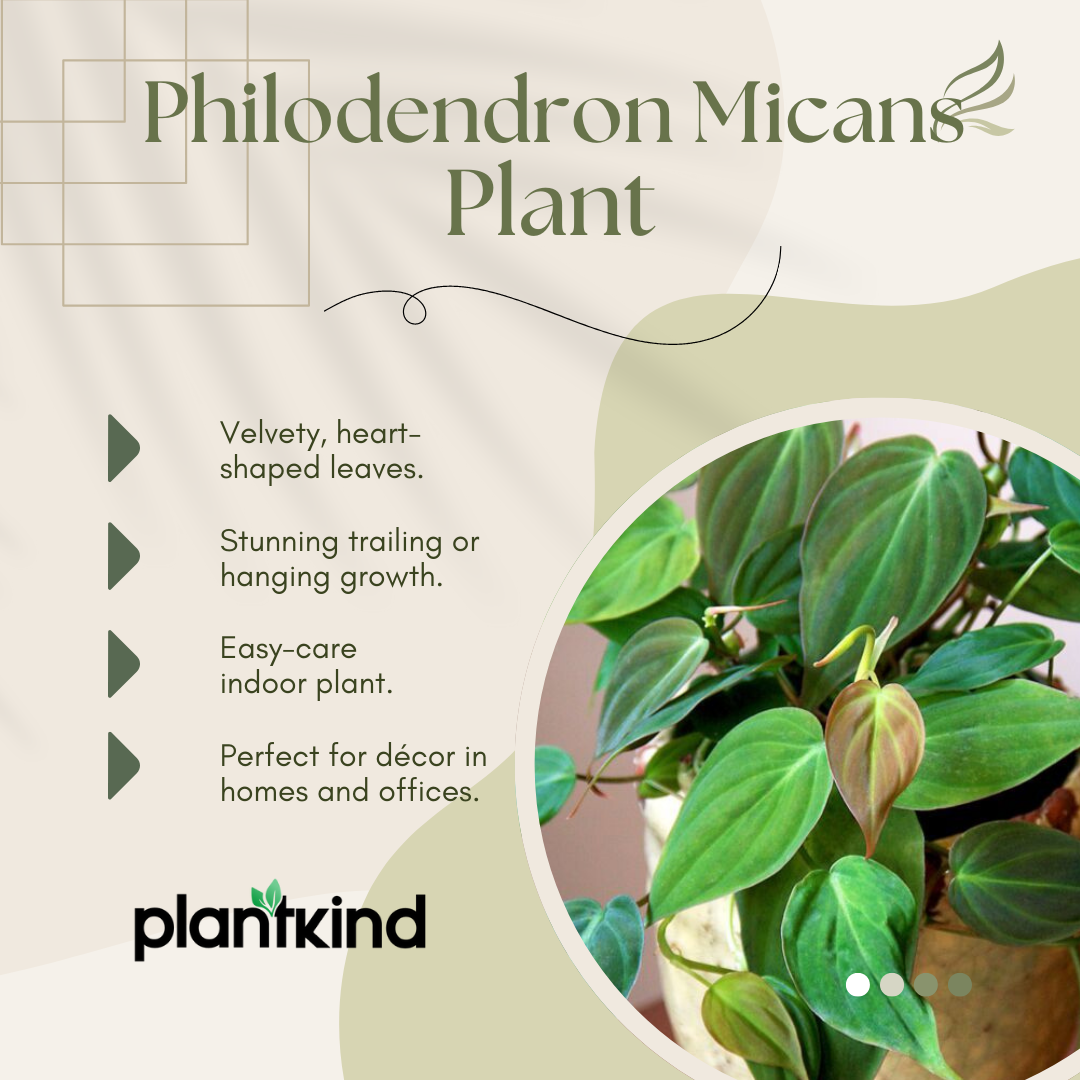Philodendron Micans Plant