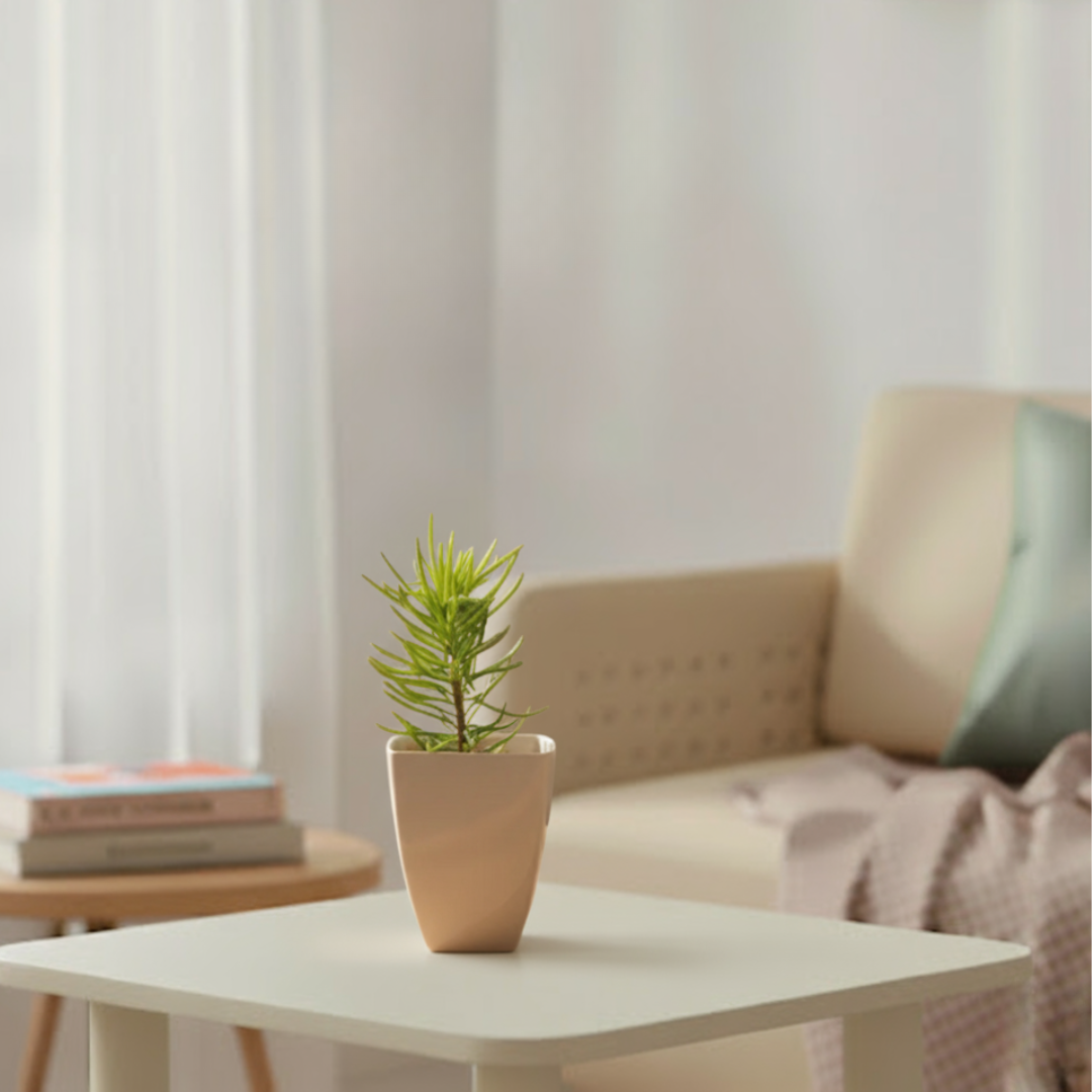 Senecio Himalaya Succulent Plant | Succulent Plant | Indoor Plant | 1 Live Plant