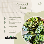 Peacock Plant | Indoor Ornamental Plant | 1 live Plant