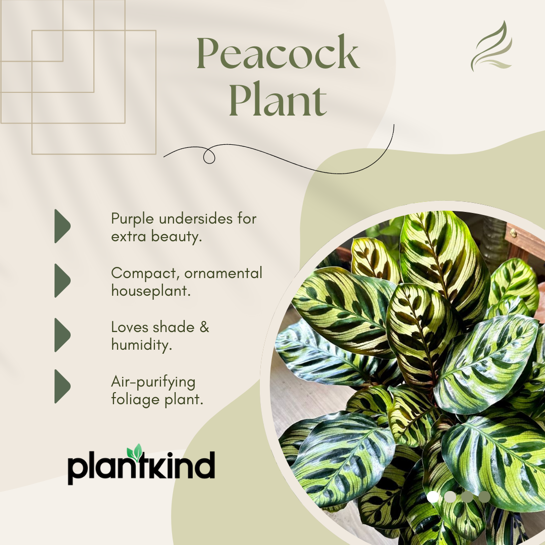 Peacock Plant | Indoor Ornamental Plant | 1 live Plant