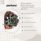 Echeveria Lotus Chinensis Plant | Succulent Plant | Indoor Plant