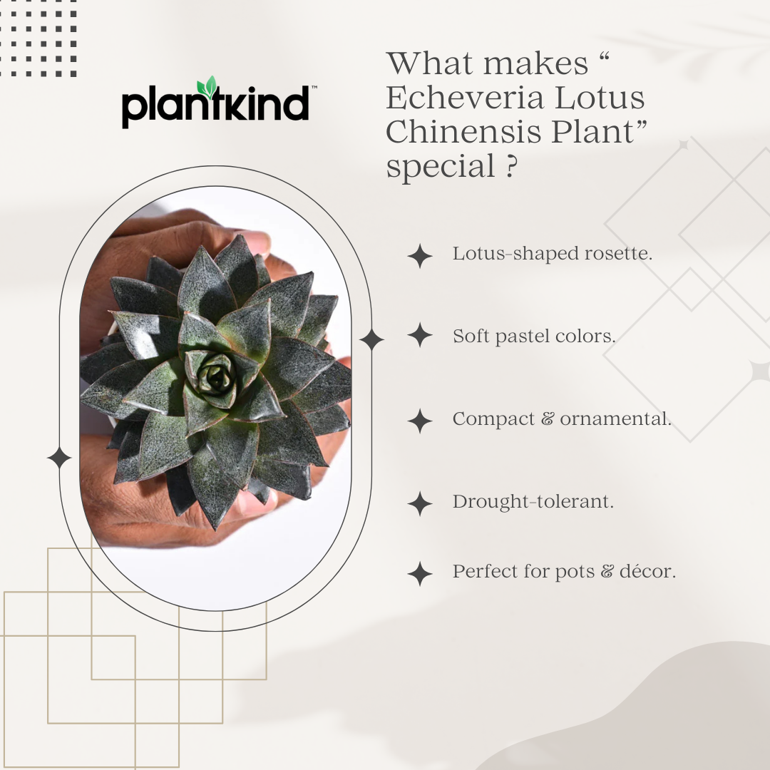 Echeveria Lotus Chinensis Plant | Succulent Plant | Indoor Plant