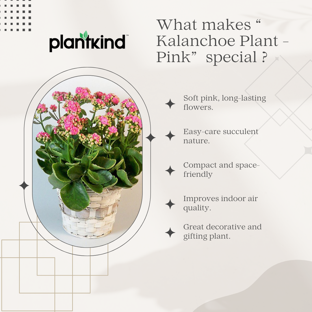 Kalanchoe Plant - Pink